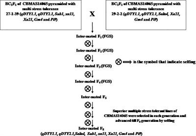 Marker-assisted breeding accelerates the development of multiple-stress-tolerant rice genotypes adapted to wider environments